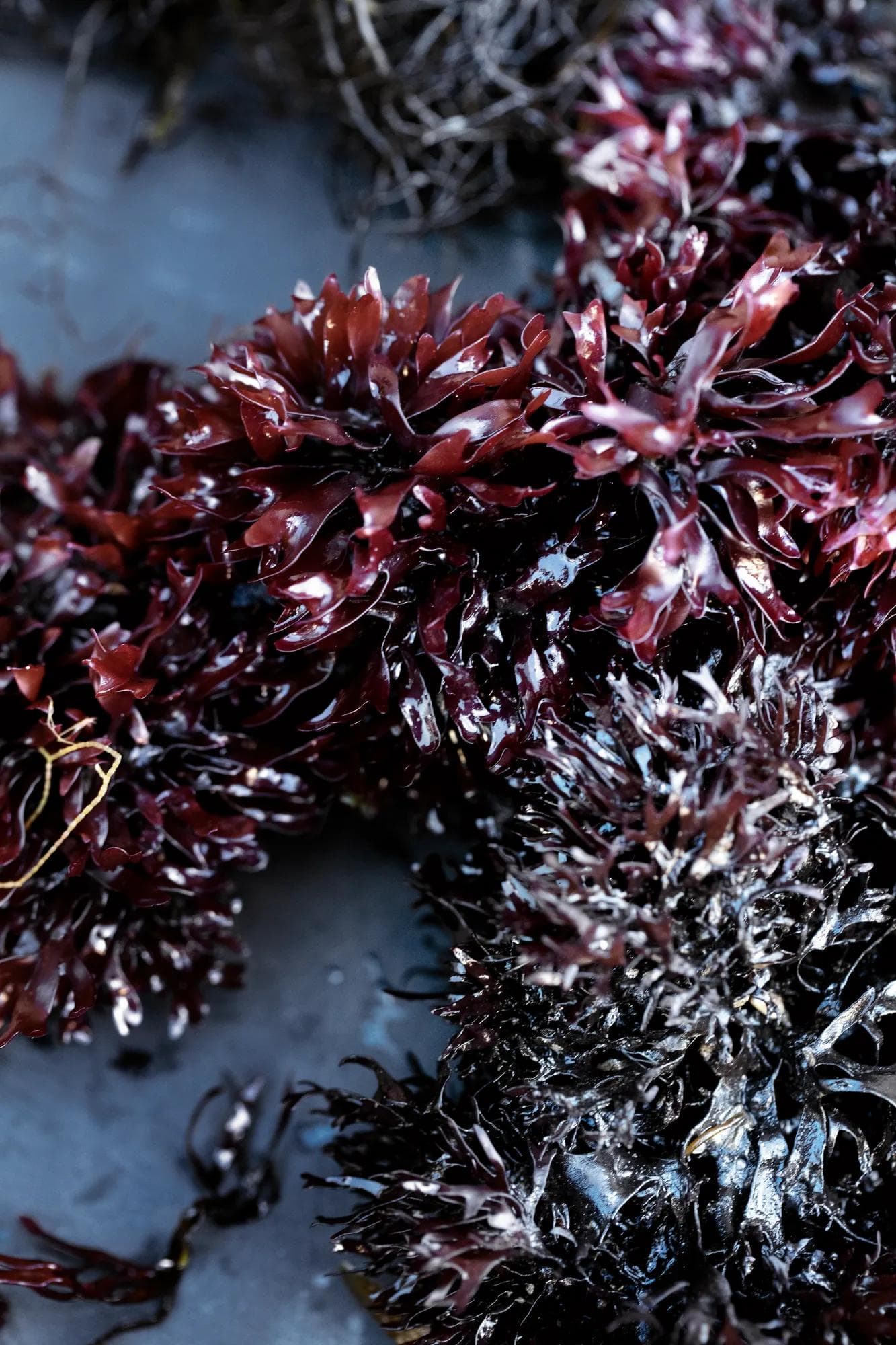 In Harmony with All Life on Earth